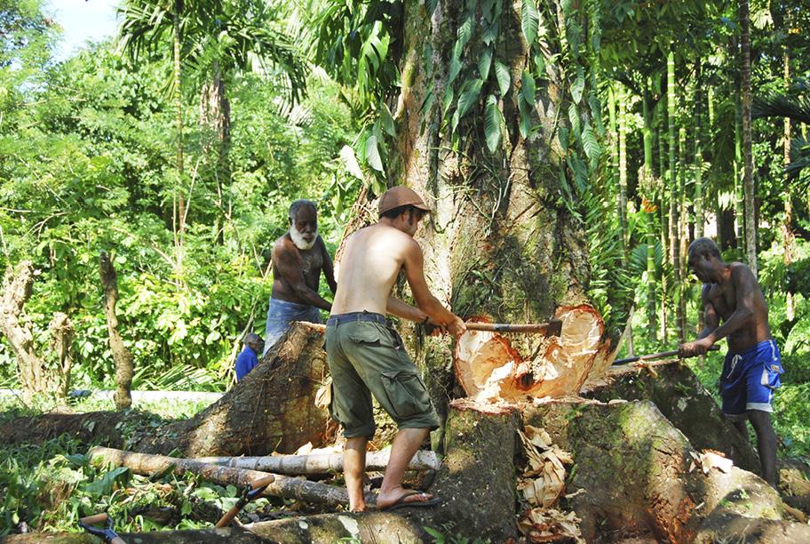 Vihreä viidakkomainen maisema, jossa kolme miesoletettua hakkaa kirveillä suurta puuta.